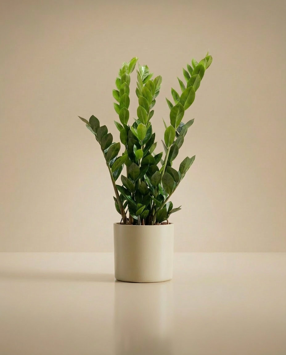 ZZ Plant