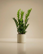 ZZ Plant