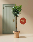 XL Bay Tree