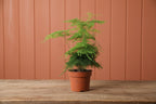 Asparagus Fern