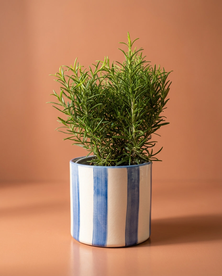 Rosemary & Pot Set
