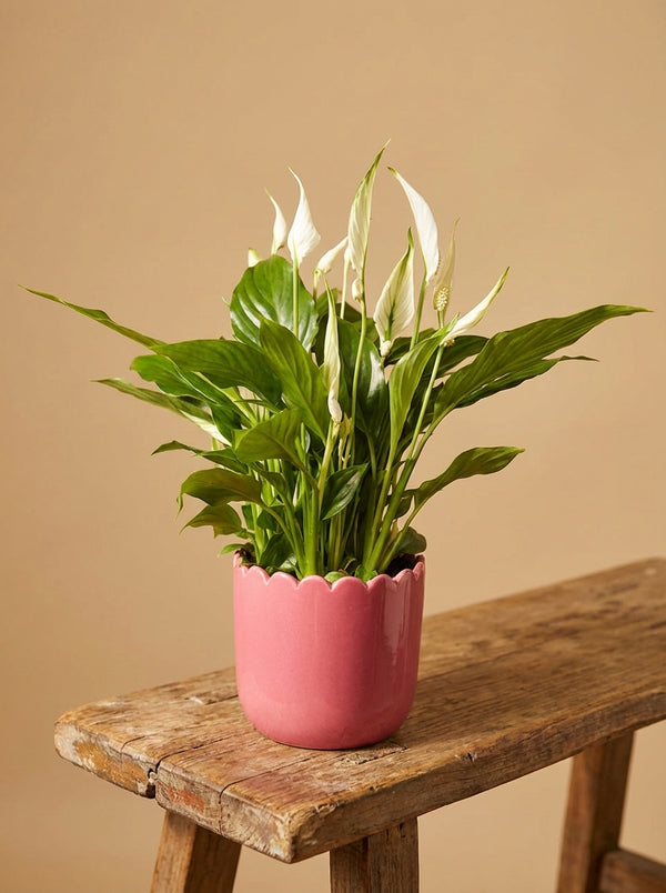 Plant And Scalloped Pot Gift Set | Peace Lilly