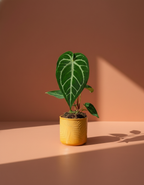 Anthurium Magnificum