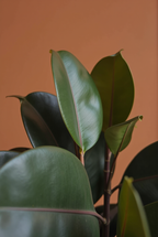Rubber Plant