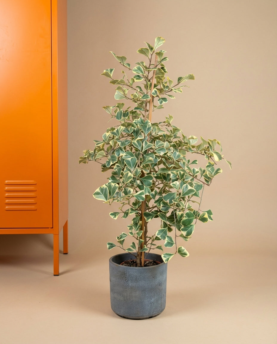 Triangle Ficus