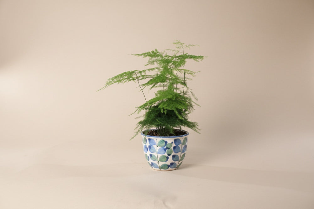 Asparagus Fern