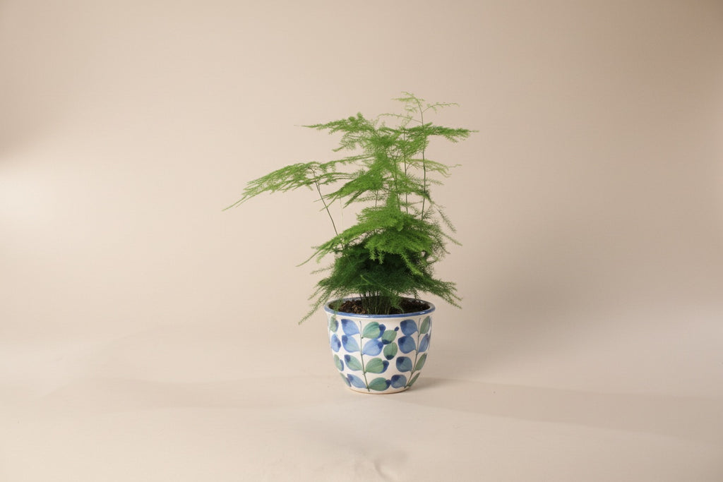 Asparagus Fern