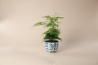 Asparagus Fern