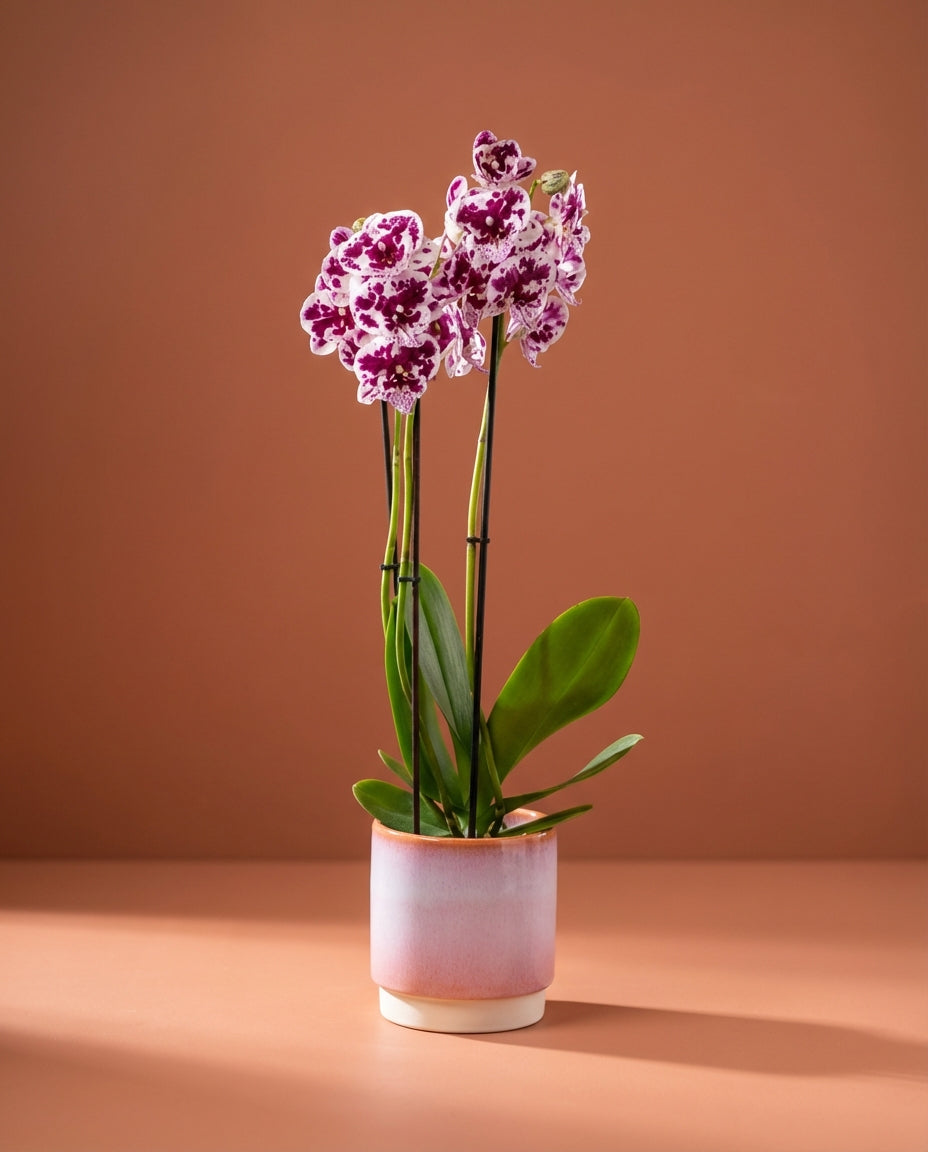 Phalaenopsis Orchid
