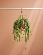 Trailing Moonlight Cactus