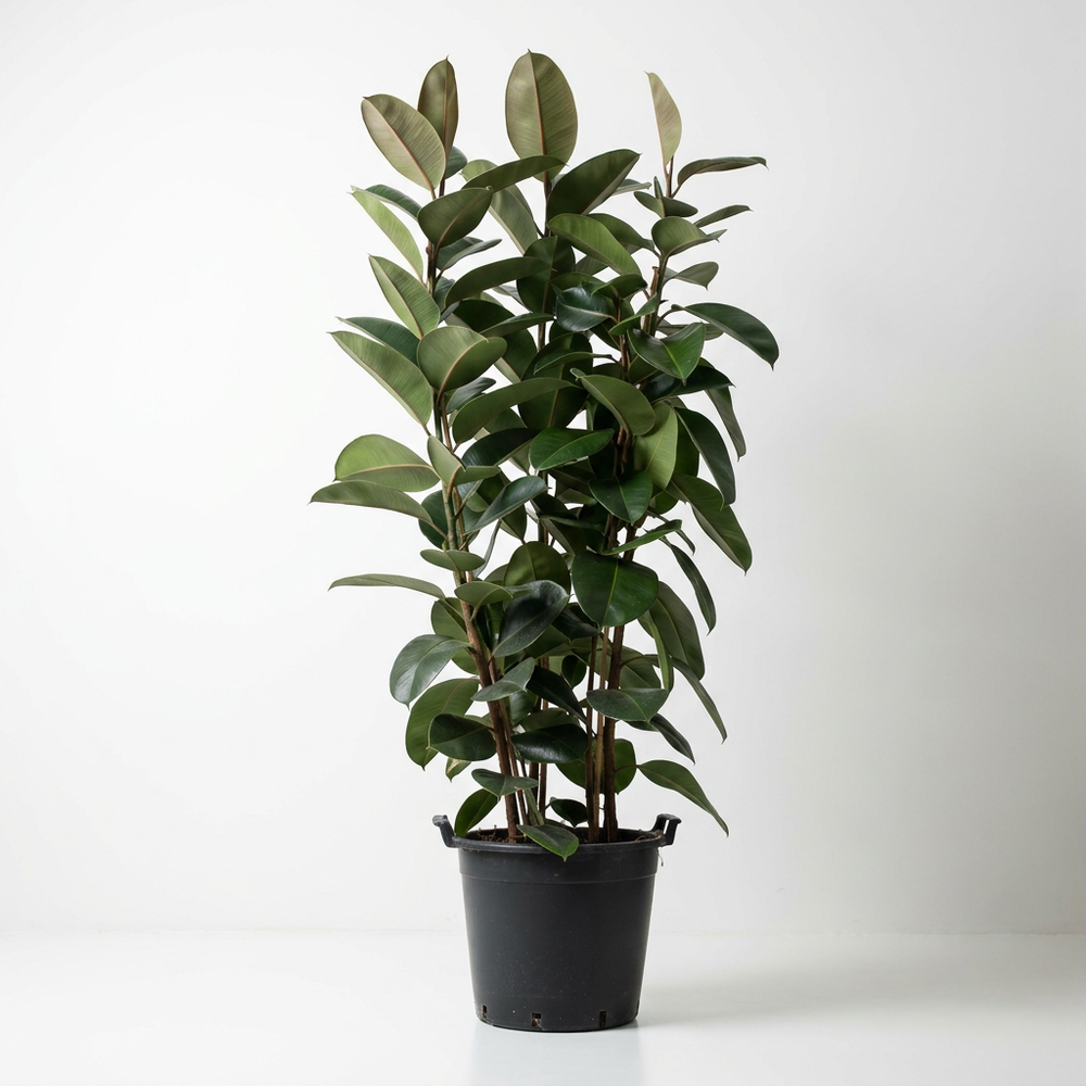 Jumbo Rubber Plant