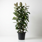 Jumbo Rubber Plant