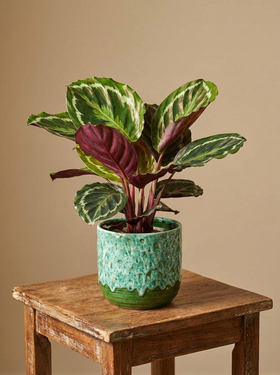 Calathea Medallion