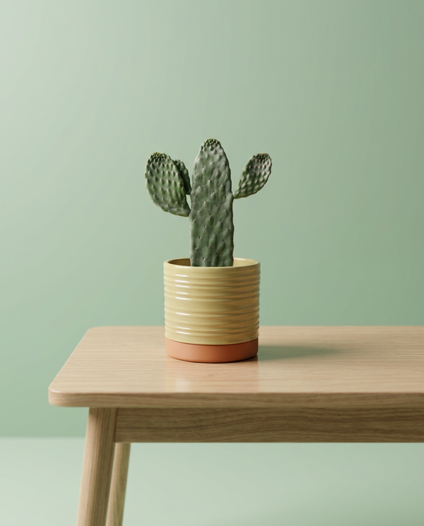 Opuntia Rubescens | Cowboy Cactus