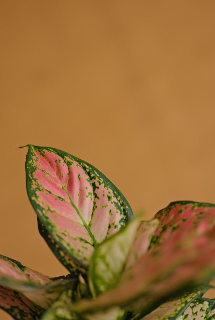 Aglaonema Crimson Love