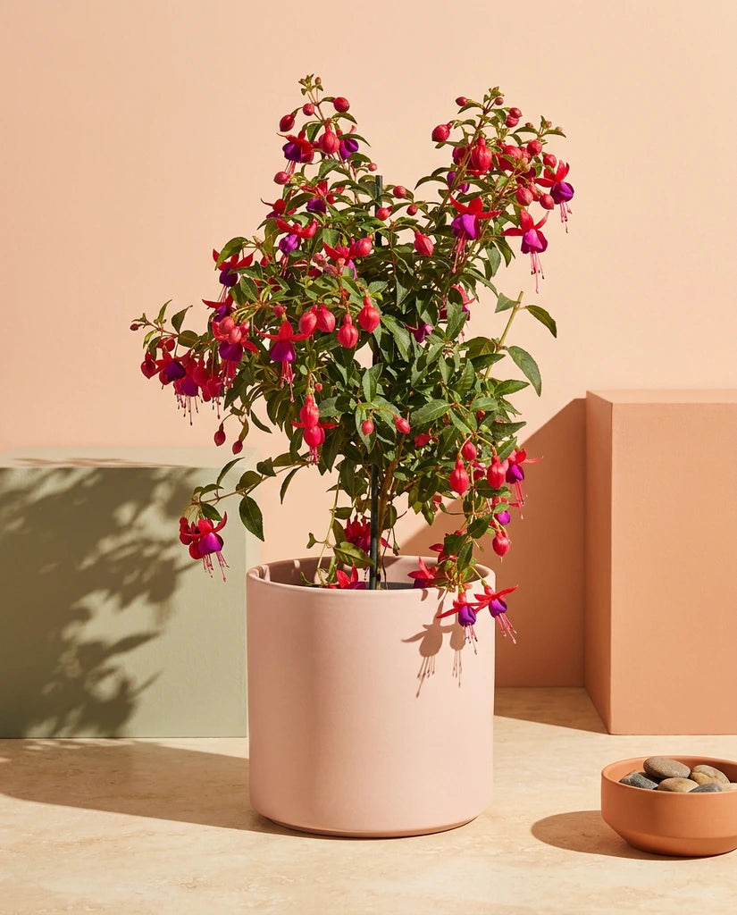 Fuchsia