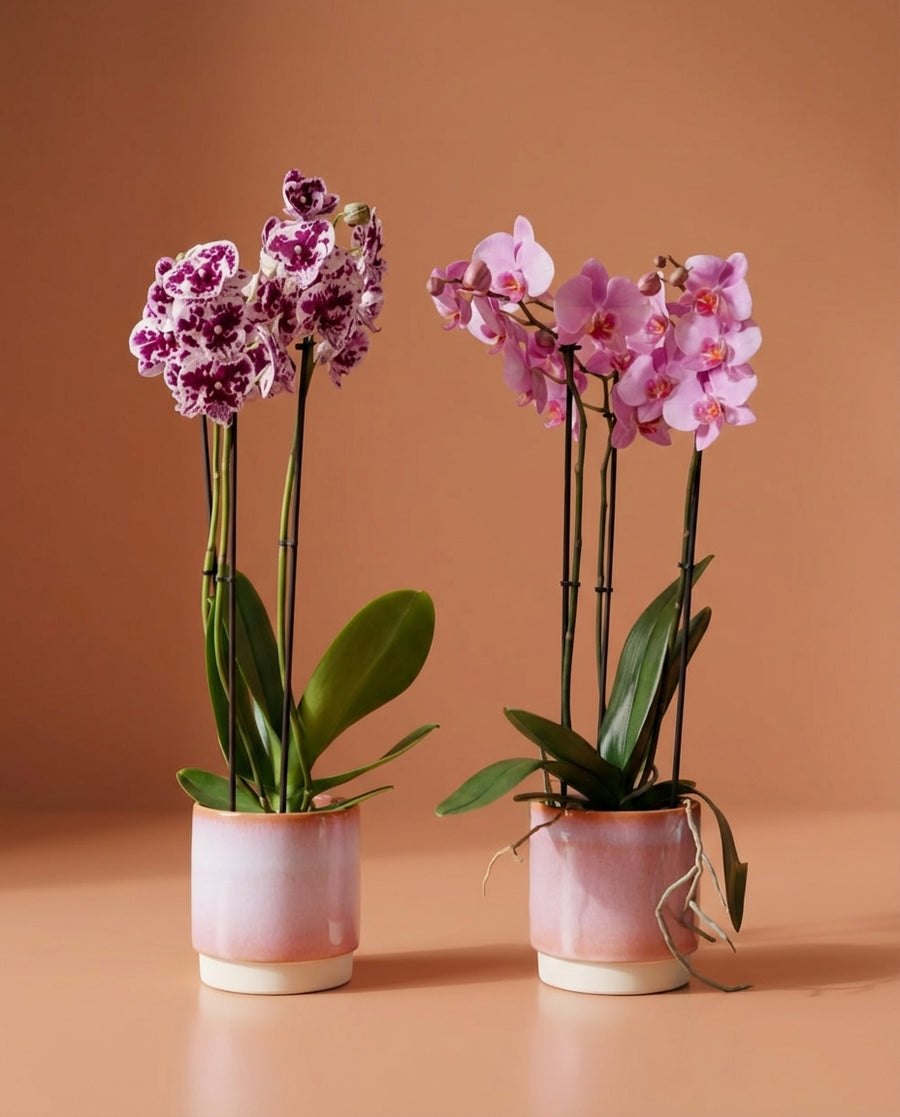 Phalaenopsis Orchid