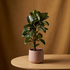 Rubber Plant Tree Form | Ficus