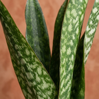 Snake Plant 'Jamaiquina'