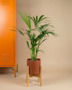 Kentia Palm