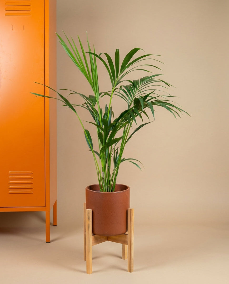 Kentia Palm