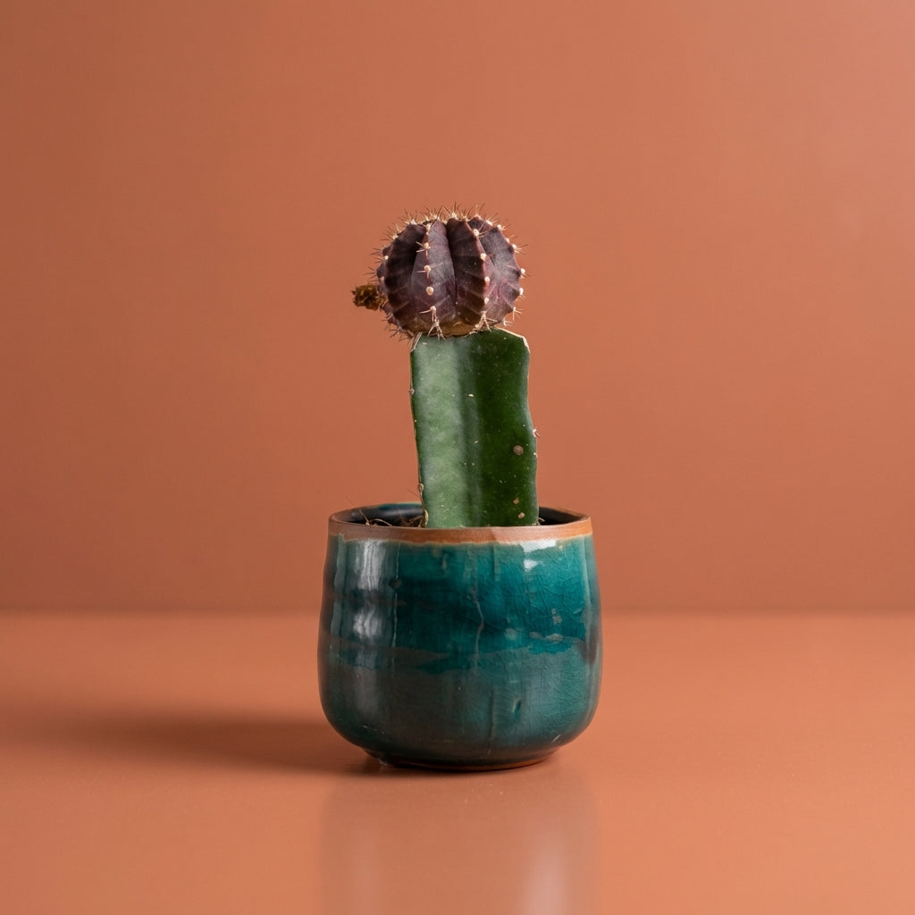 Mini Moon Cactus + Pot Set