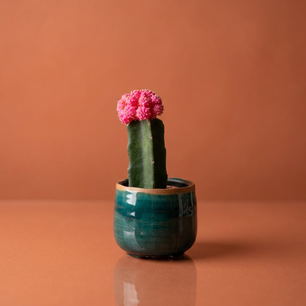 Mini Moon Cactus + Pot Set
