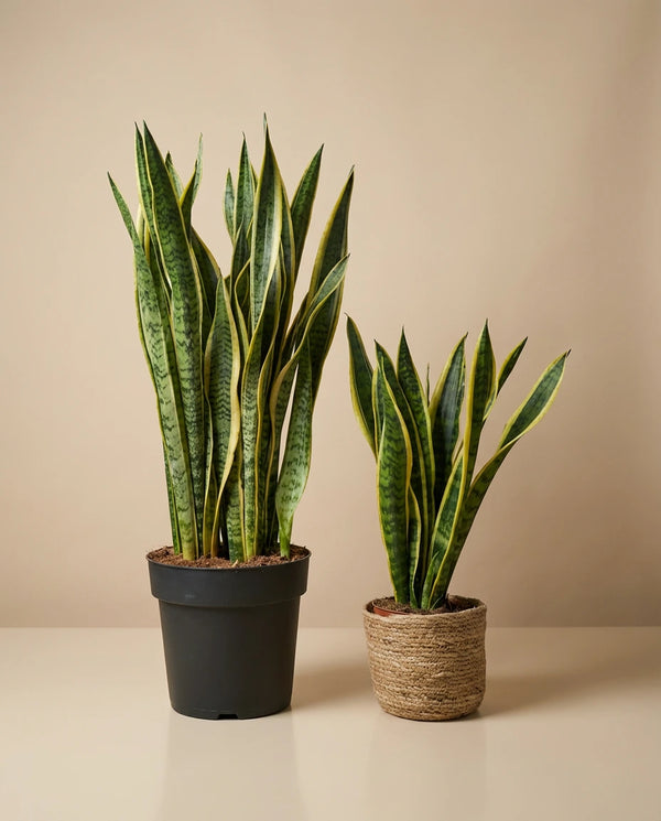 Snake Plant 'Laurentii'