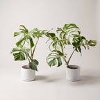 Variegated Monstera