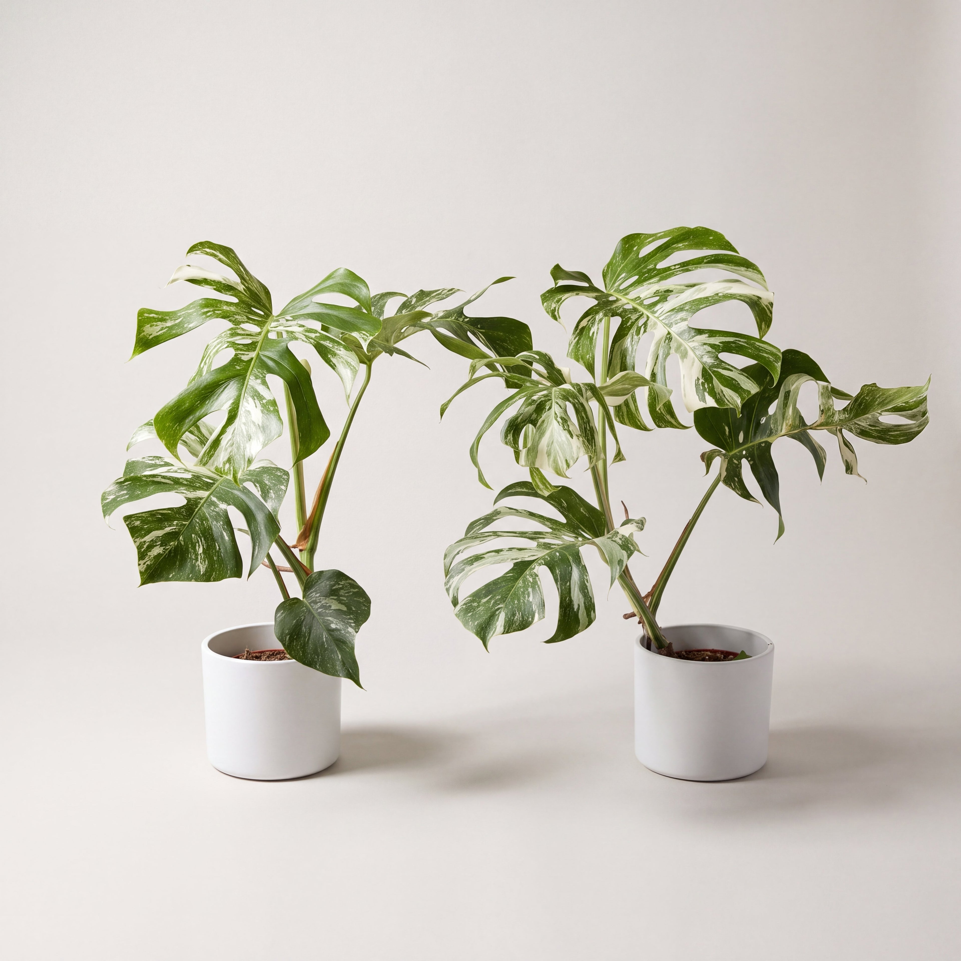 Variegated Monstera