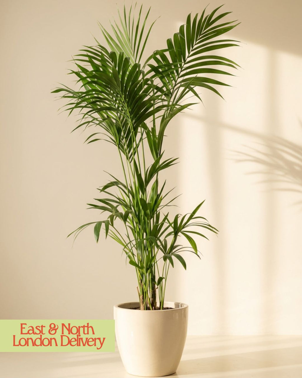 Kentia Palm