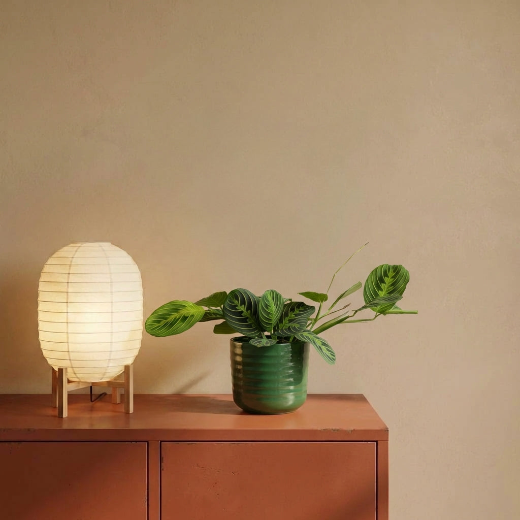 Lemon & Lime Maranta