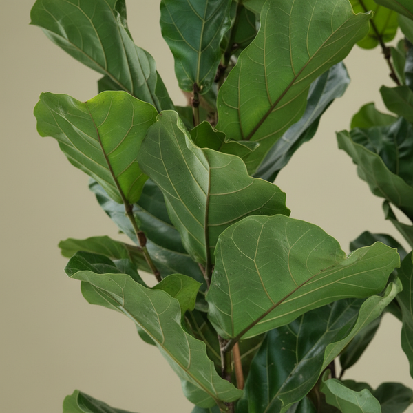 Fiddle Leaf Fig