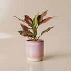 Aglaonema Pink Star