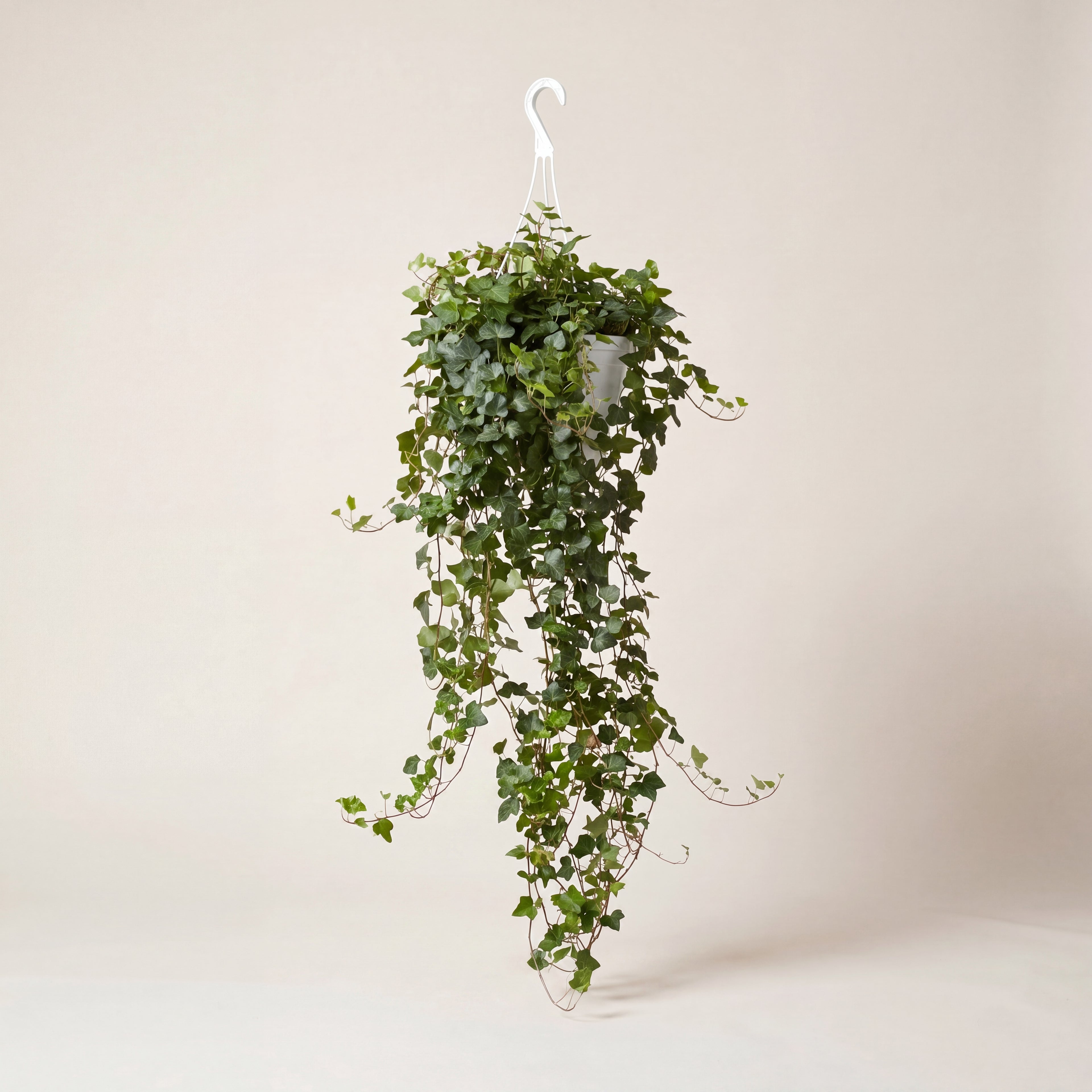 English Ivy