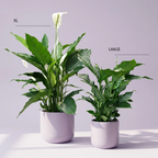 Jumbo Peace Lilly