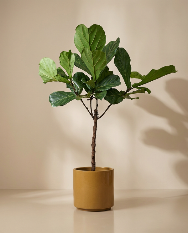 Fiddle Leaf Fig