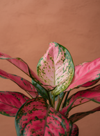 Aglaonema Pink Star