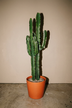 Euphorbia | Cactus