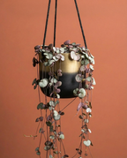 Ceropegia (String of Hearts)