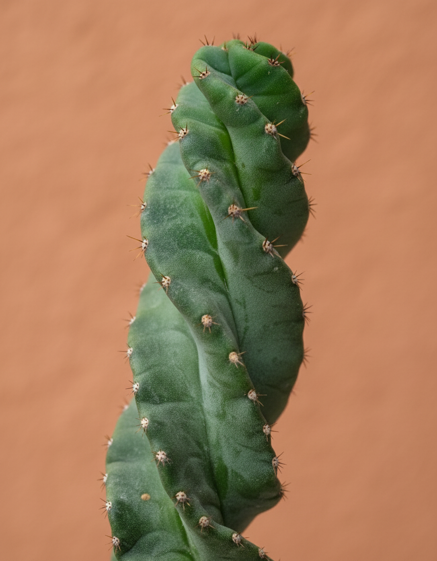Spiral Cactus