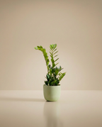 ZZ Plant