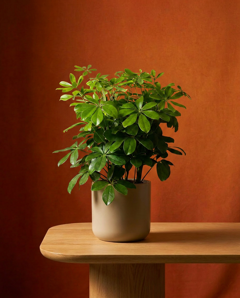 Umbrella Plant | Scheflerra