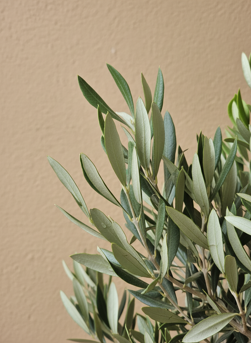 Olive Tree