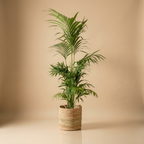 Kentia Palm