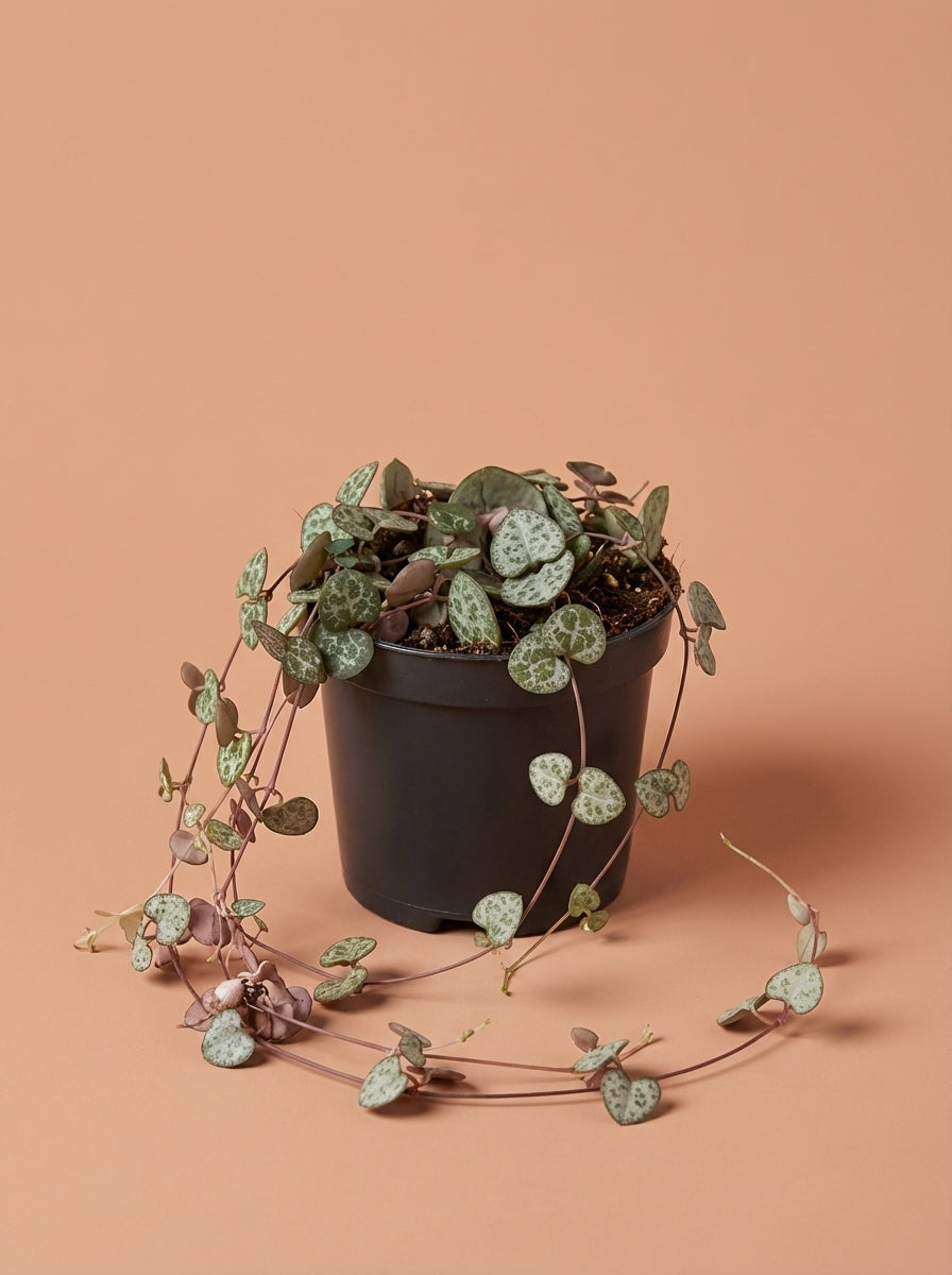 Ceropegia (String of Hearts)