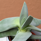 Crassula 'Boomerang'