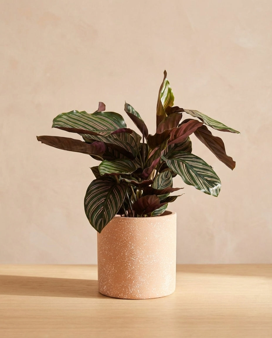 Calathea Sandriana