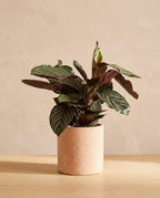 Calathea Sandriana