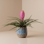 Pink Quill Plant